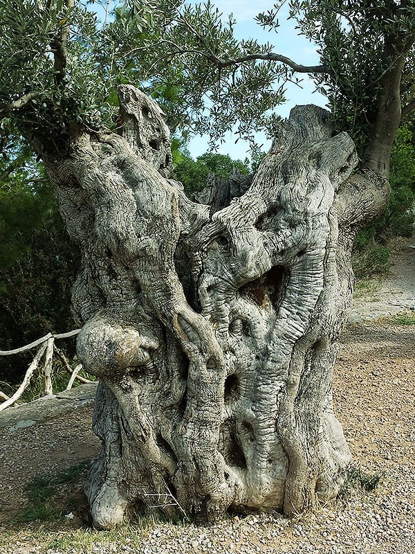 alter-olivenbaum.jpg